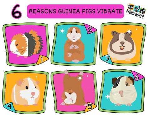 Why Do Guinea Pigs Vibrate