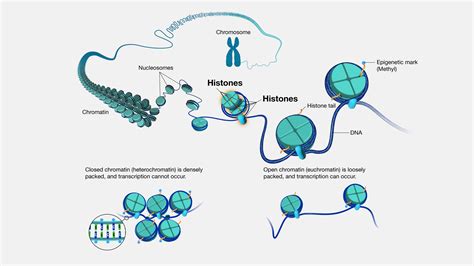 Why Do Histones Bind Tightly To Dna