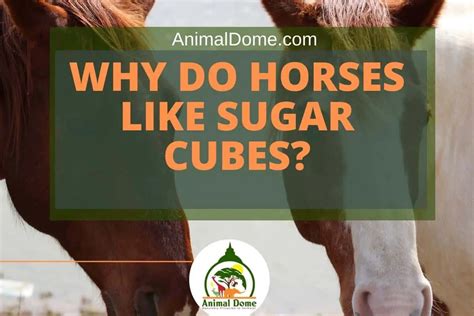 Why Do Horses Like Sugar Cubes