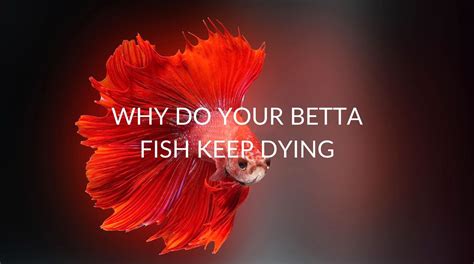 Why Do My Betta Fish Keep Dying