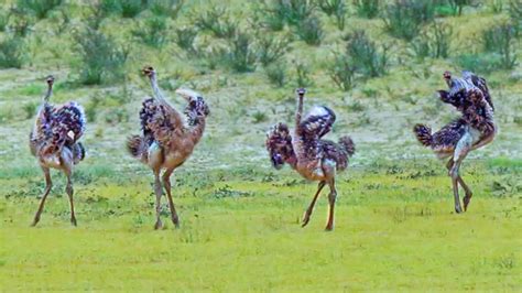 Why Do Ostriches Dance