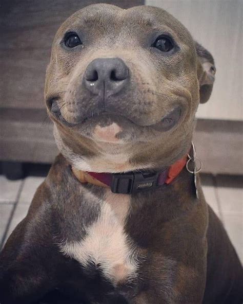 Why Do Pitbulls Smile