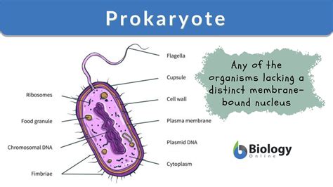 Why Do Prokaryotes Not Have Cell Specialization