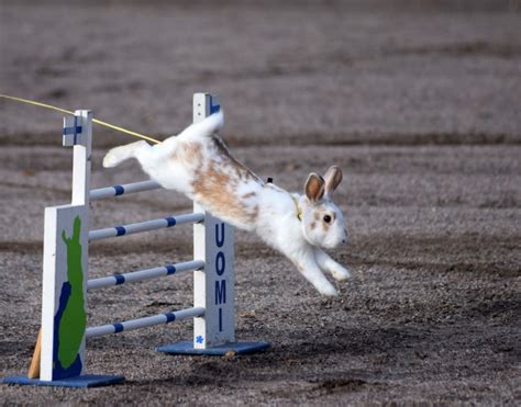 Why Do Rabbits Jump So High?