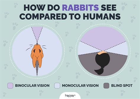 Why Do Rabbits See This Way