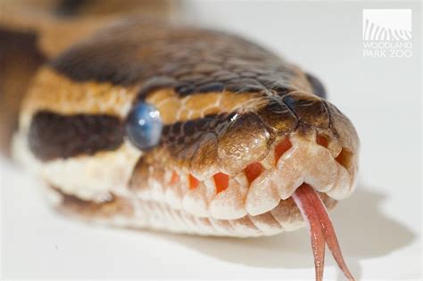 Why Do Snakes Stick Out Their Tongue