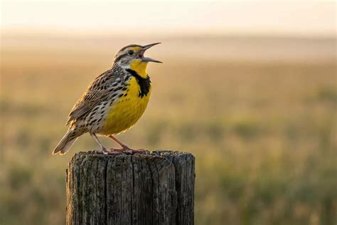 Why Do These Birds Capture Our Attention