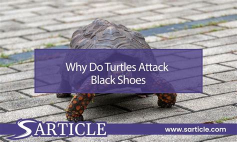 Why Do Turtles Attack Black Shoes