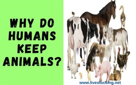 Why Do We Keep Farm Animals