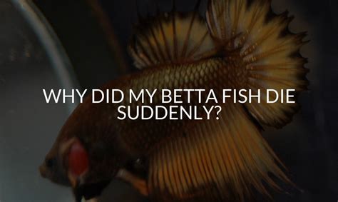 Why Does Betta Fish Die