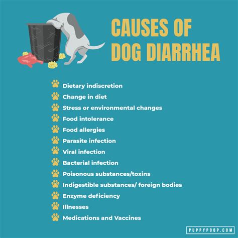 Why Does Dog Get Diarrhea
