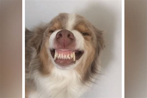 Why Does Dog Smile