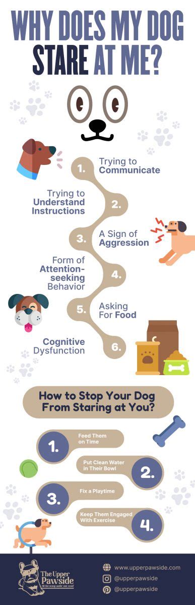 Why Does Dog Stare At Me