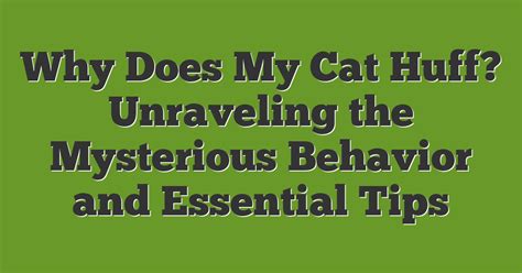 Why Does My Cat Huff