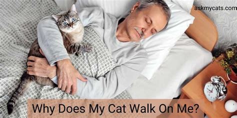 Why Does My Cat Walk On Me