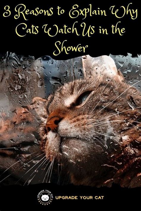 Why Does My Cat Watch Me Shower