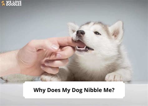Why Does My Dog Nibble