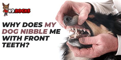 Why Does My Dog Nibble Me With His Front Teeth