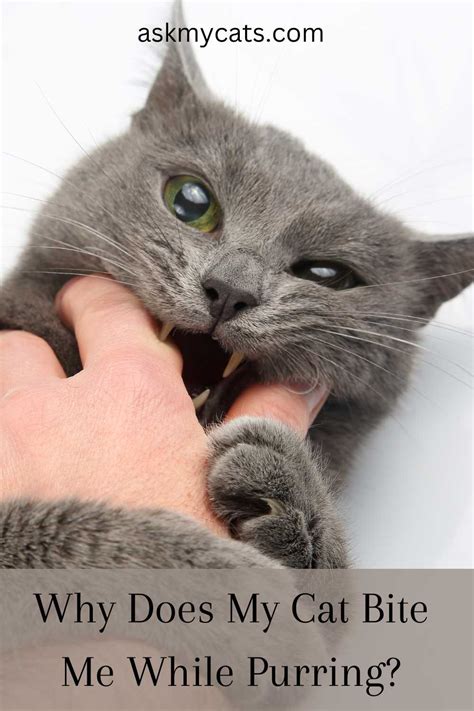Why Does My Kitten Bite Me While Purring