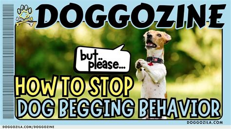 Why Dogs Beg, and How To Correct The Begging Behavior In 5 Steps Page 2
of 2 UrDogs