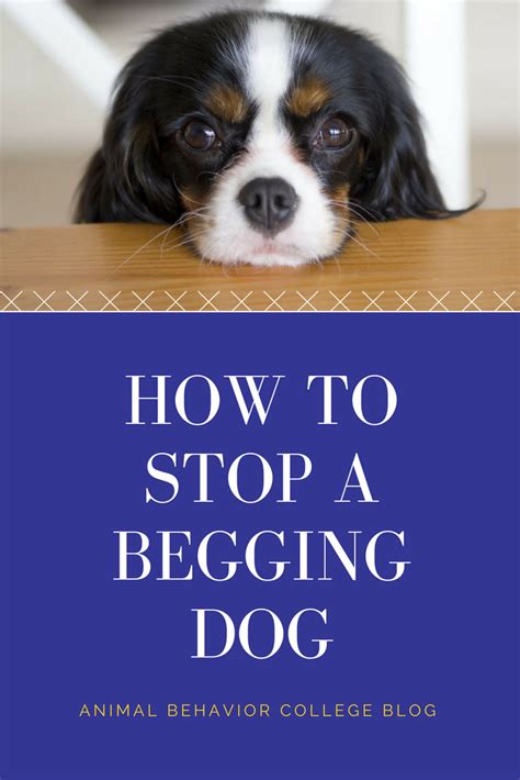 Why Dogs Beg, and How To Correct The Begging Behavior In 5 Steps UrDogs