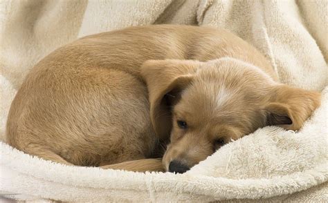 Why Dogs Curl Up