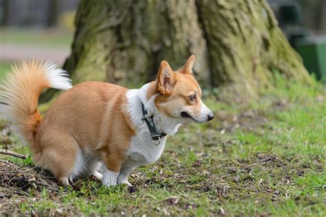 Why Don T Corgis Have Tails