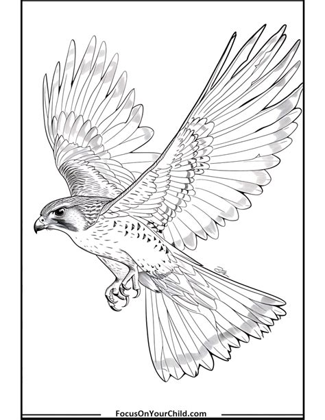 Why Falcons Make Amazing Colouring Subjects