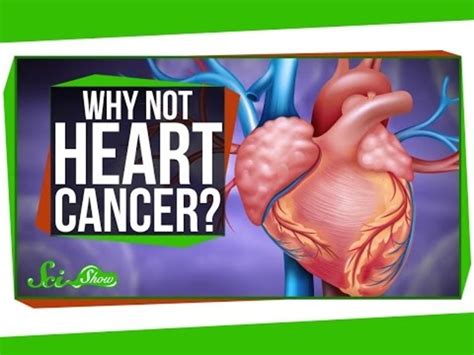 Why Heart Cancer is So Rare