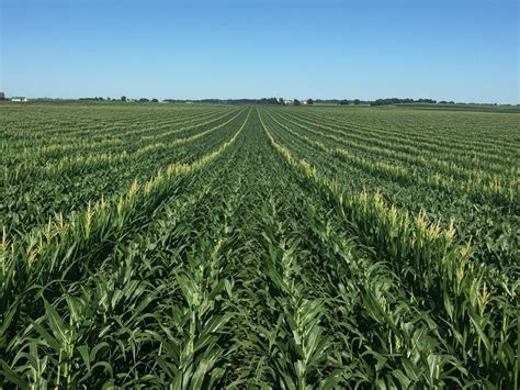4 Reasons Why Do Farmers Detassel Corn - Farmer Grows