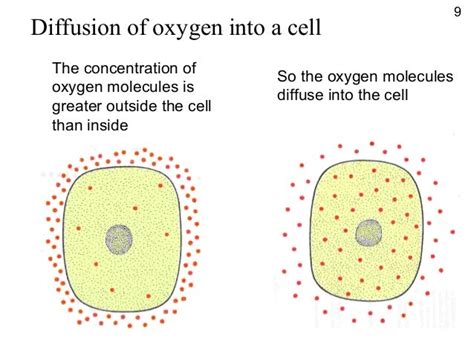 Why Is Diffusion Important To Cells