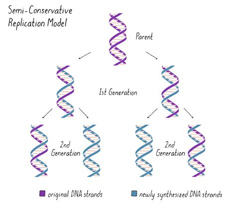 Why Is Dna Replication Called Semi Conservative