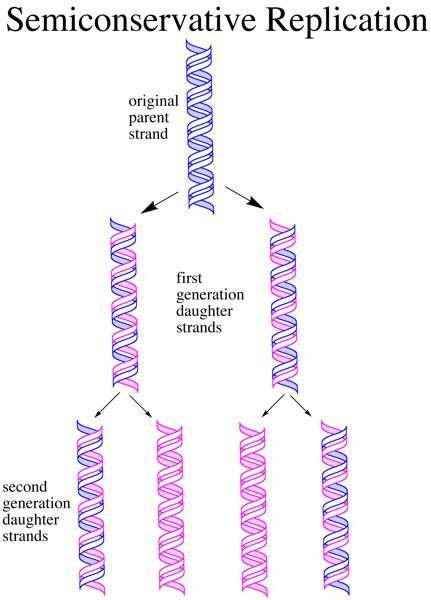 Why Is Dna Replication Called Semi-Conservative