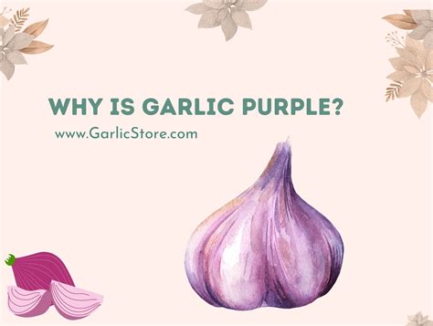 Why Is Garlic Purple