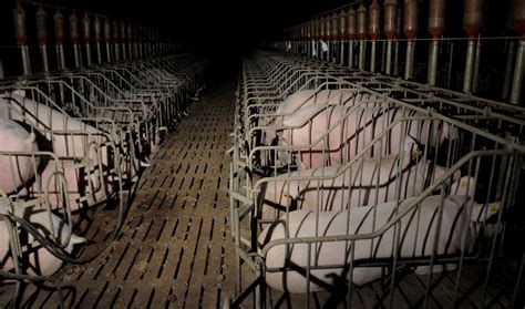 Why Is Intensive Animal Farming Bad