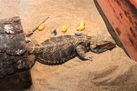 Why Is My Bearded Dragon Digging
