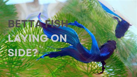 Why Is My Betta Fish Laying On Its Side