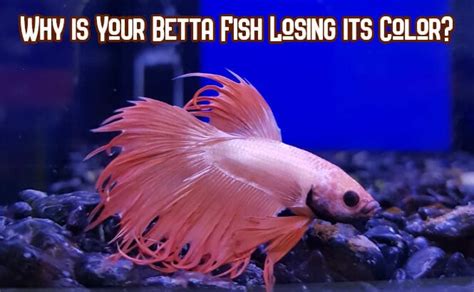 Why Is My Betta Fish Losing Color