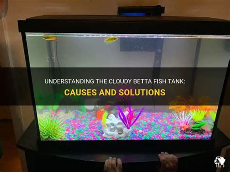Why Is My Betta Fish Tank Cloudy