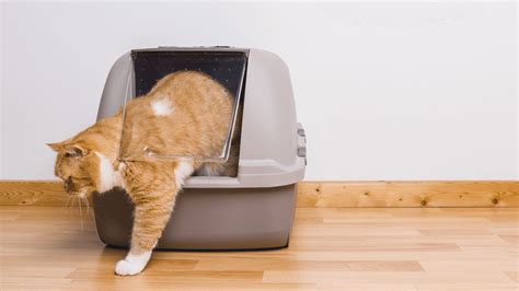 From Frustration to Solution: Discover the Real Reason Why Your Beloved Cat Refuses to Use Their Litter Box