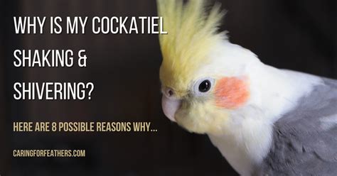 Why Is My Cockatiel Shaking