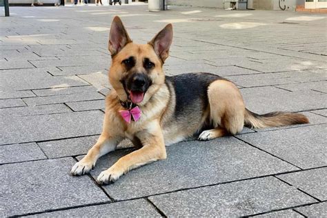 Why Is My German Shepherd So Small