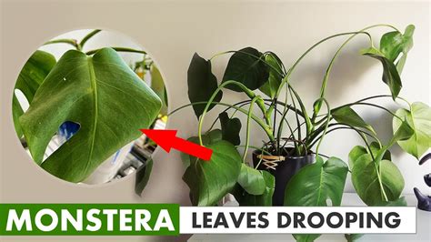 Why Is My Monstera Droopy