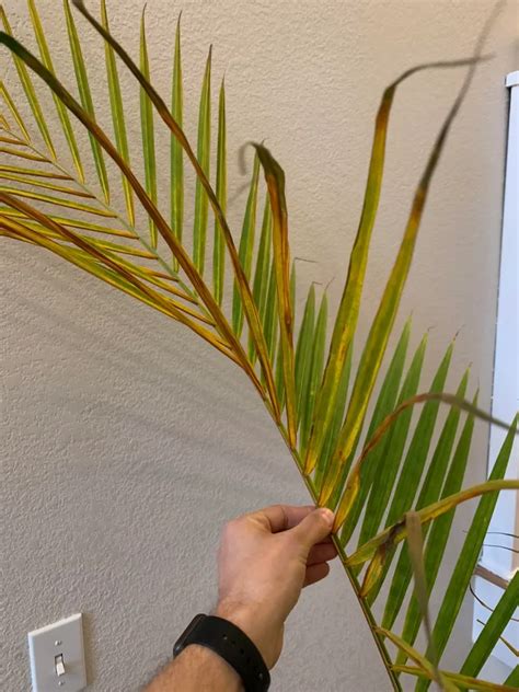 Why Is My Palm Tree Turning Yellow