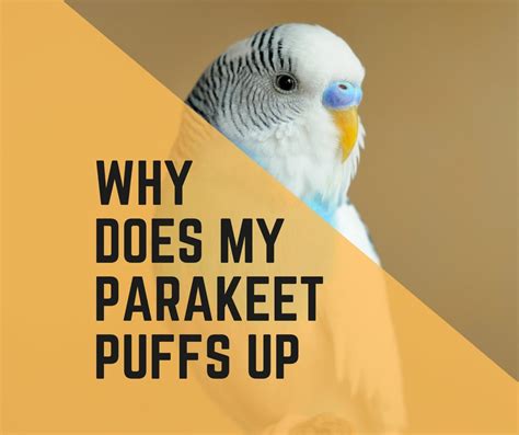Why Is My Parakeet Puffed Up