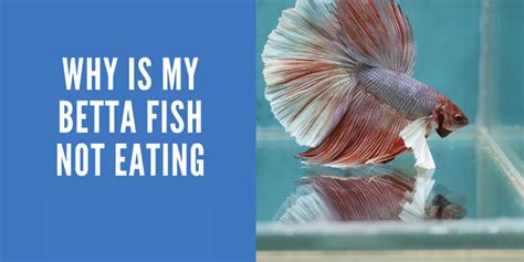 Why Isn'T My Betta Eating