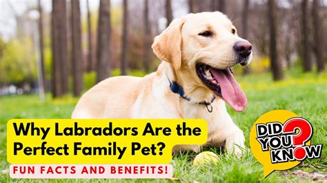 Why Labradors Are the Perfect Subject for Coloring Fun
