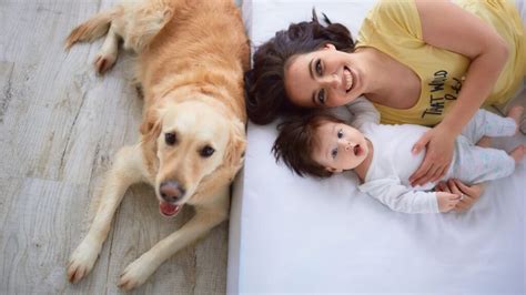 Why Labradors Excel with Children