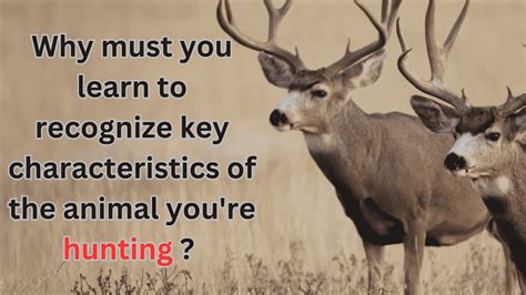 Why Recognizing the Key Characteristics of Your Prey is Vital to Successful Hunting