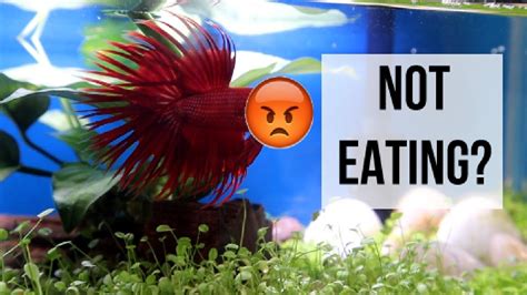 Why My Betta Is Not Eating